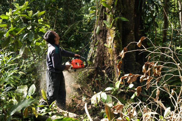 Professional Tree Service in Robersonville, NC